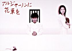 アルジャーノンに花束を Dvd Box ポニーキャニオン