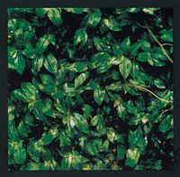 ココロに花を(HQCD)